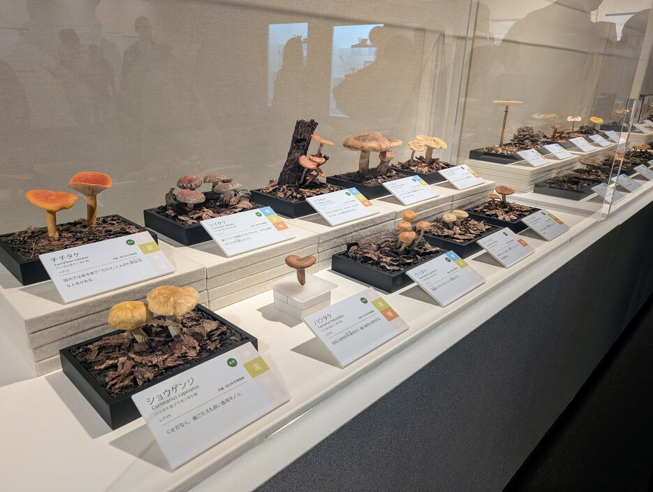 キノコの展示
