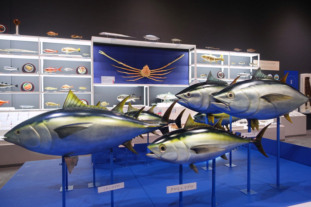 マグロの展示